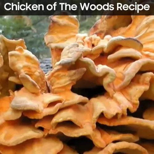 Chicken of The Woods Recipe